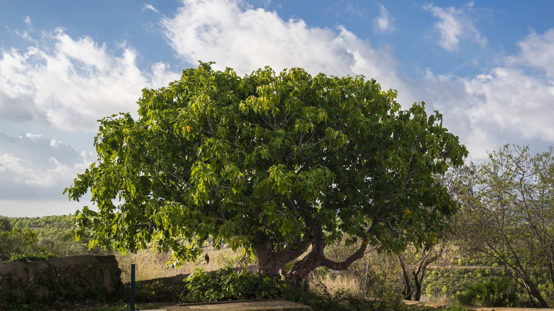 Parole al vento – Il fico, l’albero del paradiso