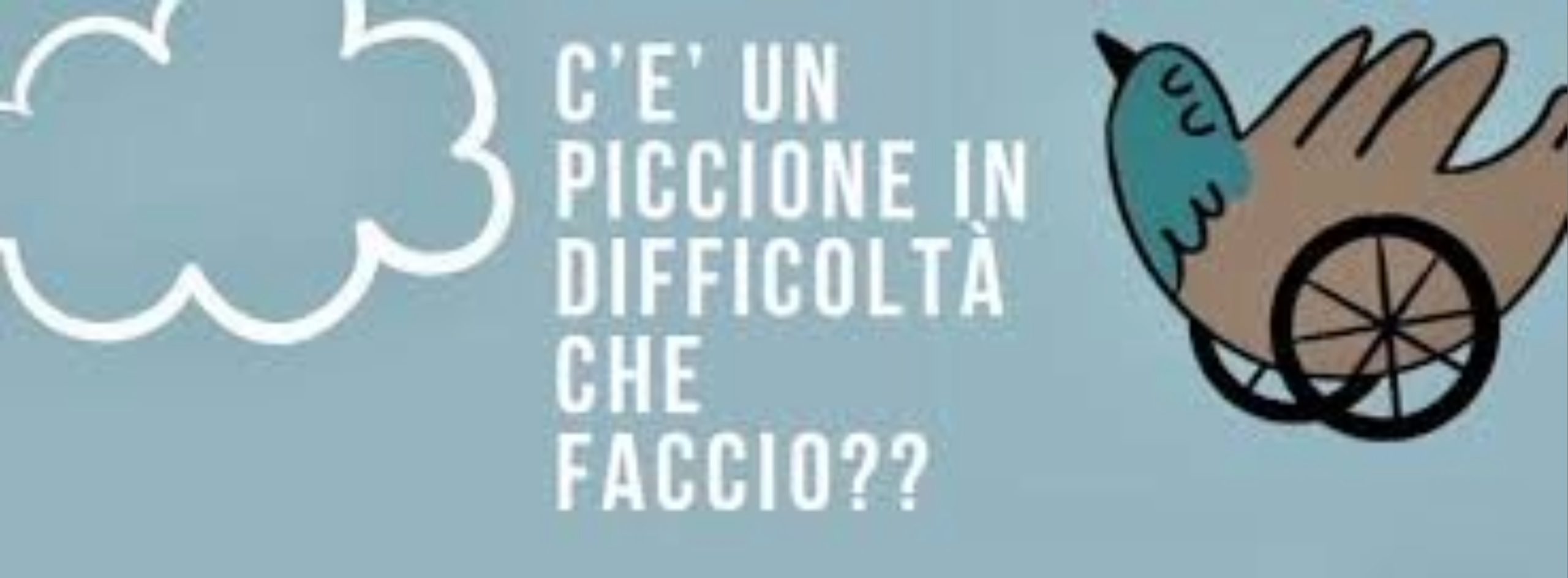 Prendersi cura di ex atleti… volatili