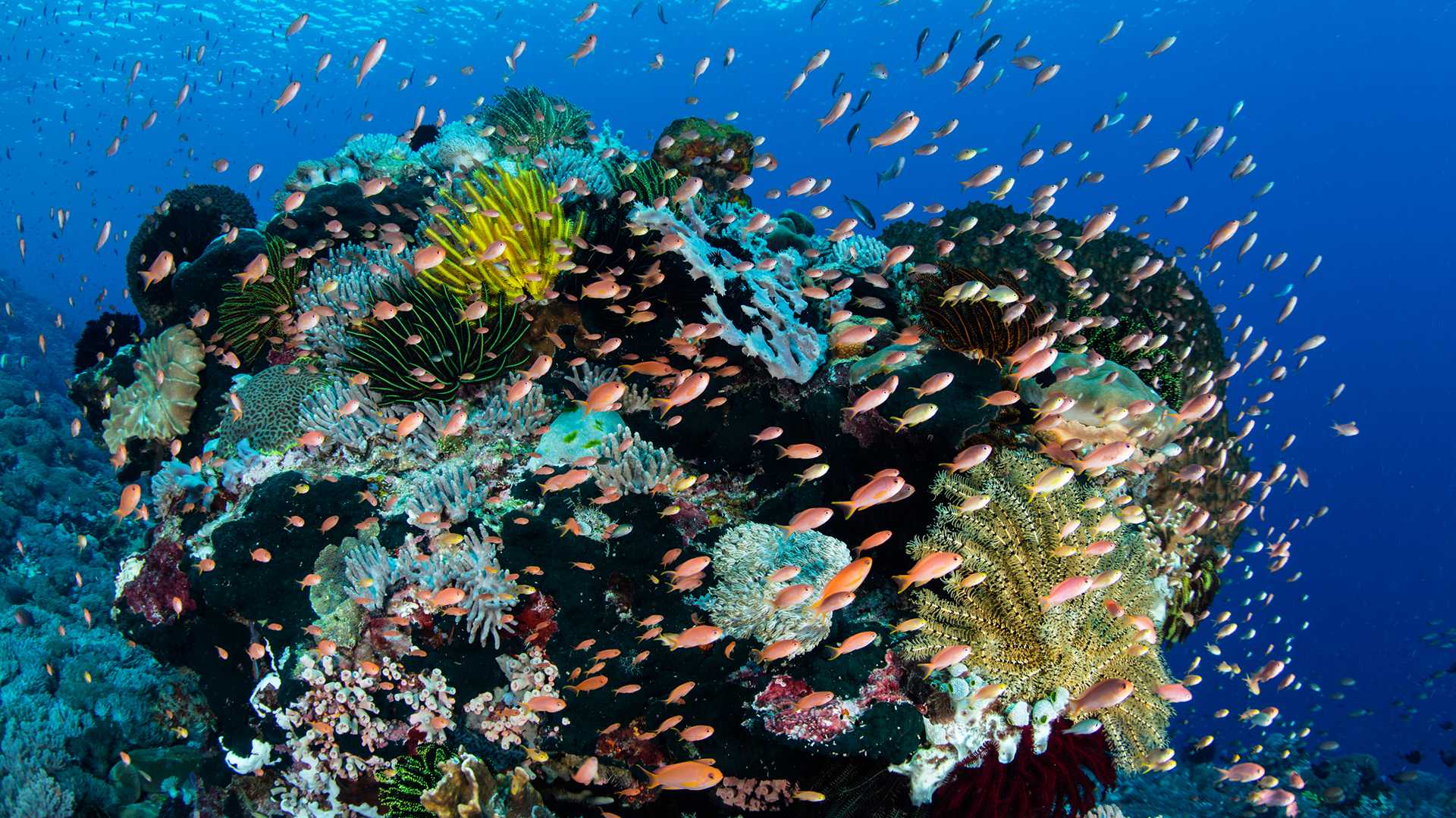 La pesca intensiva, una mattanza nei nostri mari