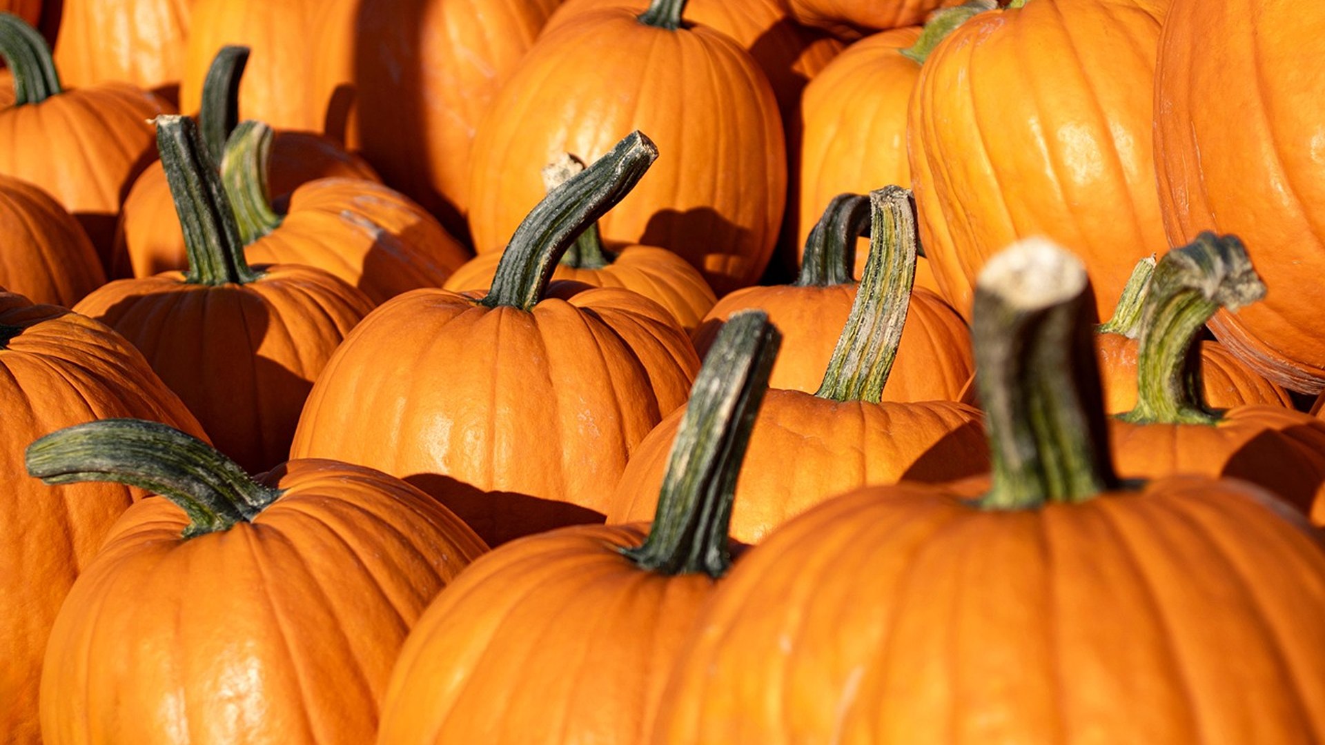 Parliamo di Halloween