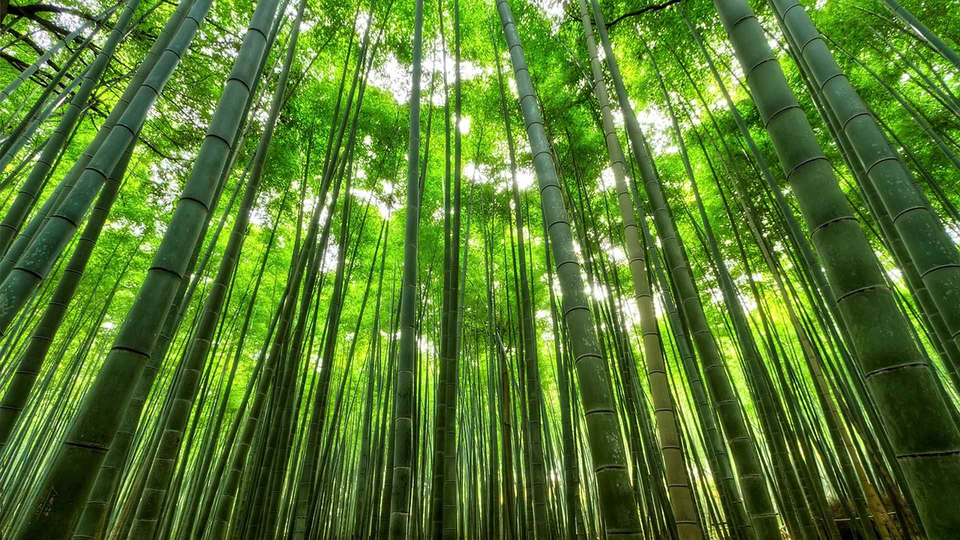 Culto evangelico Rai Radio 1. Una pessima scelta