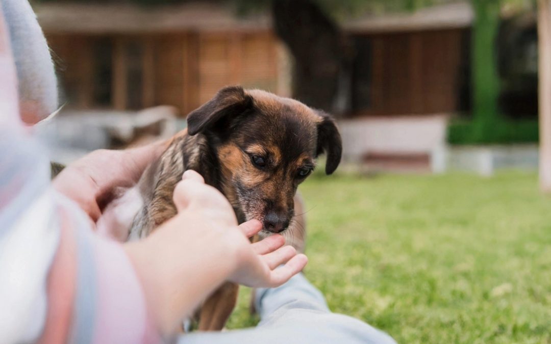 Salvati dalla sofferenza