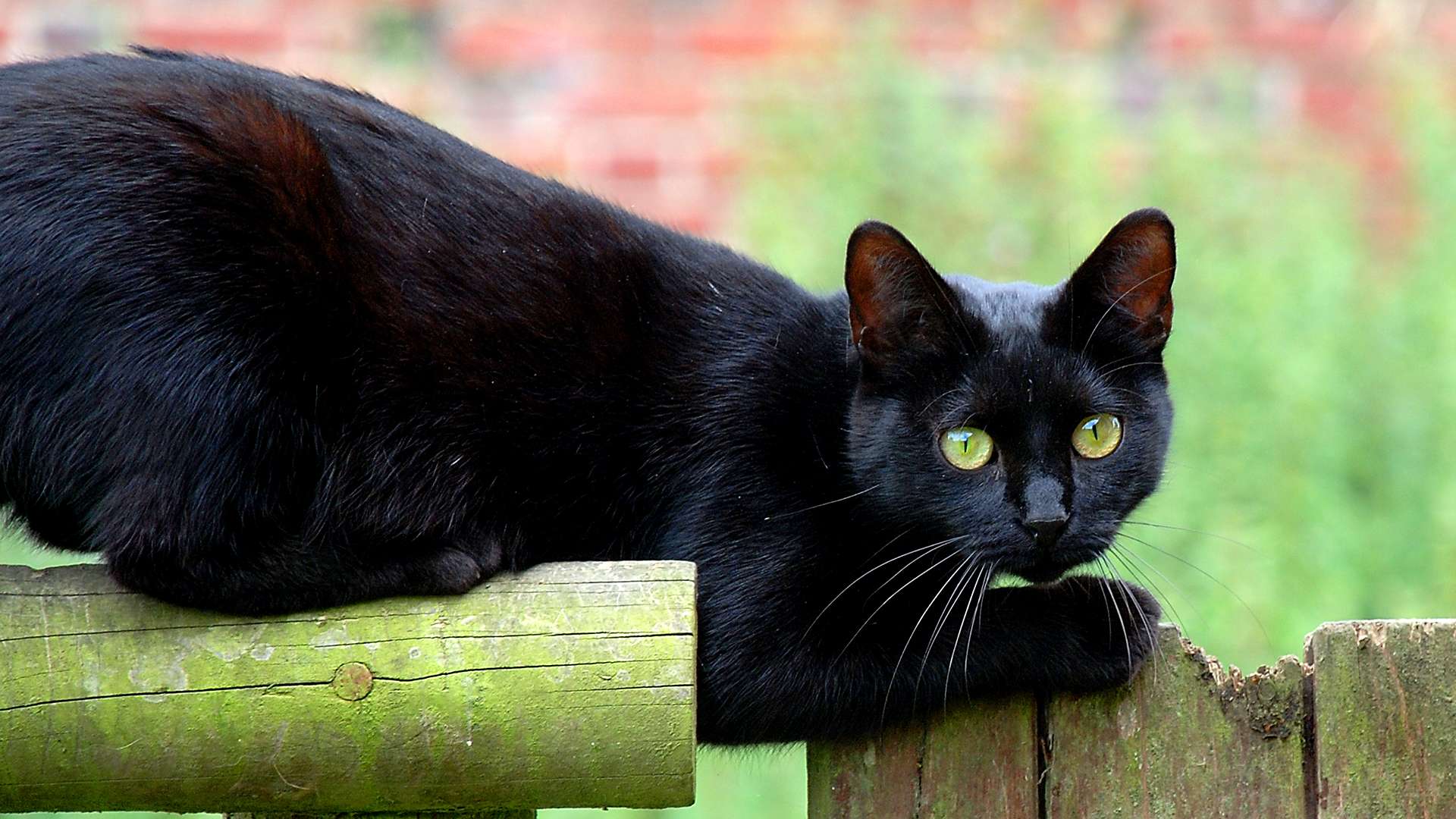 Ad Halloween tenete i vostri gatti in casa!