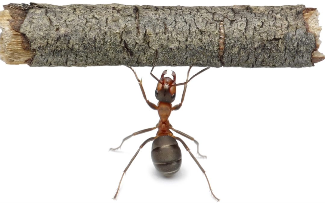 Vai pigro alla formica, considera il suo fare e diventa saggio!
