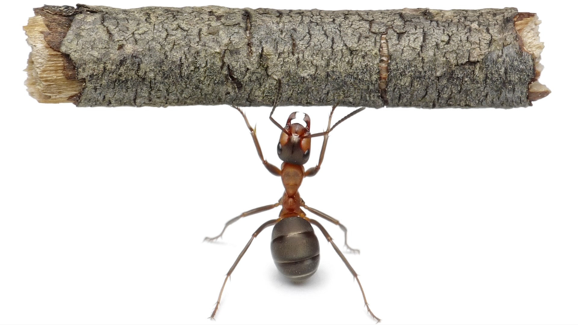 Vai pigro alla formica, considera il suo fare e diventa saggio!