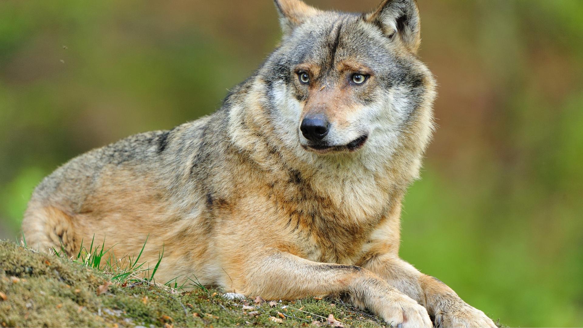 Adottare un cane, dalla Calabria alla Francia