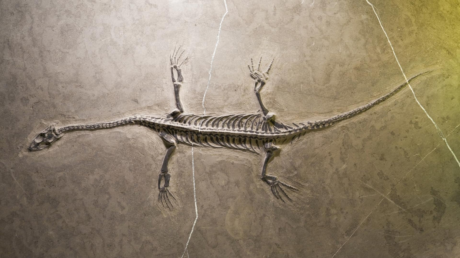La macchina di Heisenberg: fossili ed evoluzione