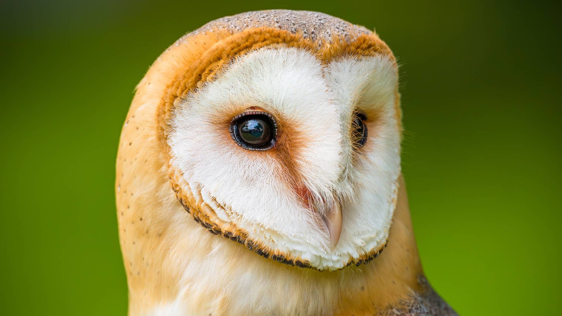 La situazione dei barbagianni in Italia