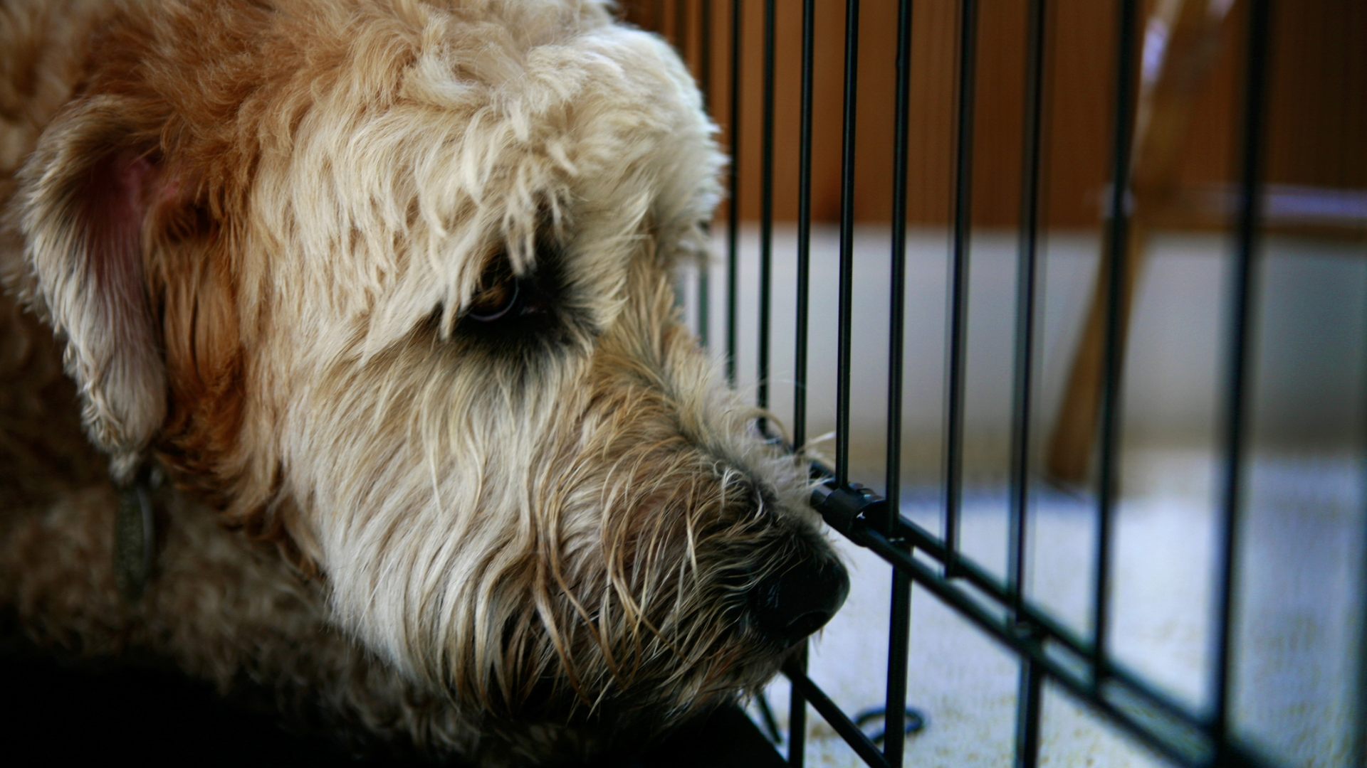 Maltrattamento genetico