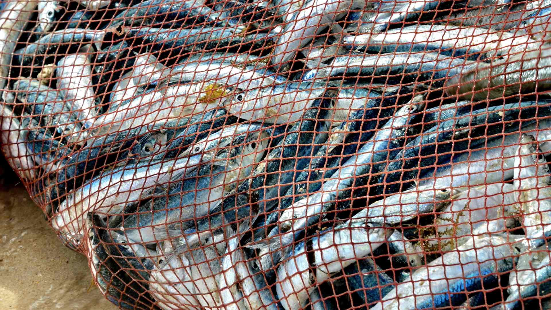 Catture accidentali e silenzi eloquenti