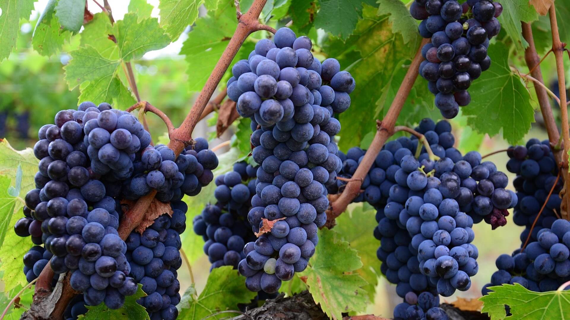 Culto evangelico Radio Rai 1. I frutti di una sapienza gioiosa