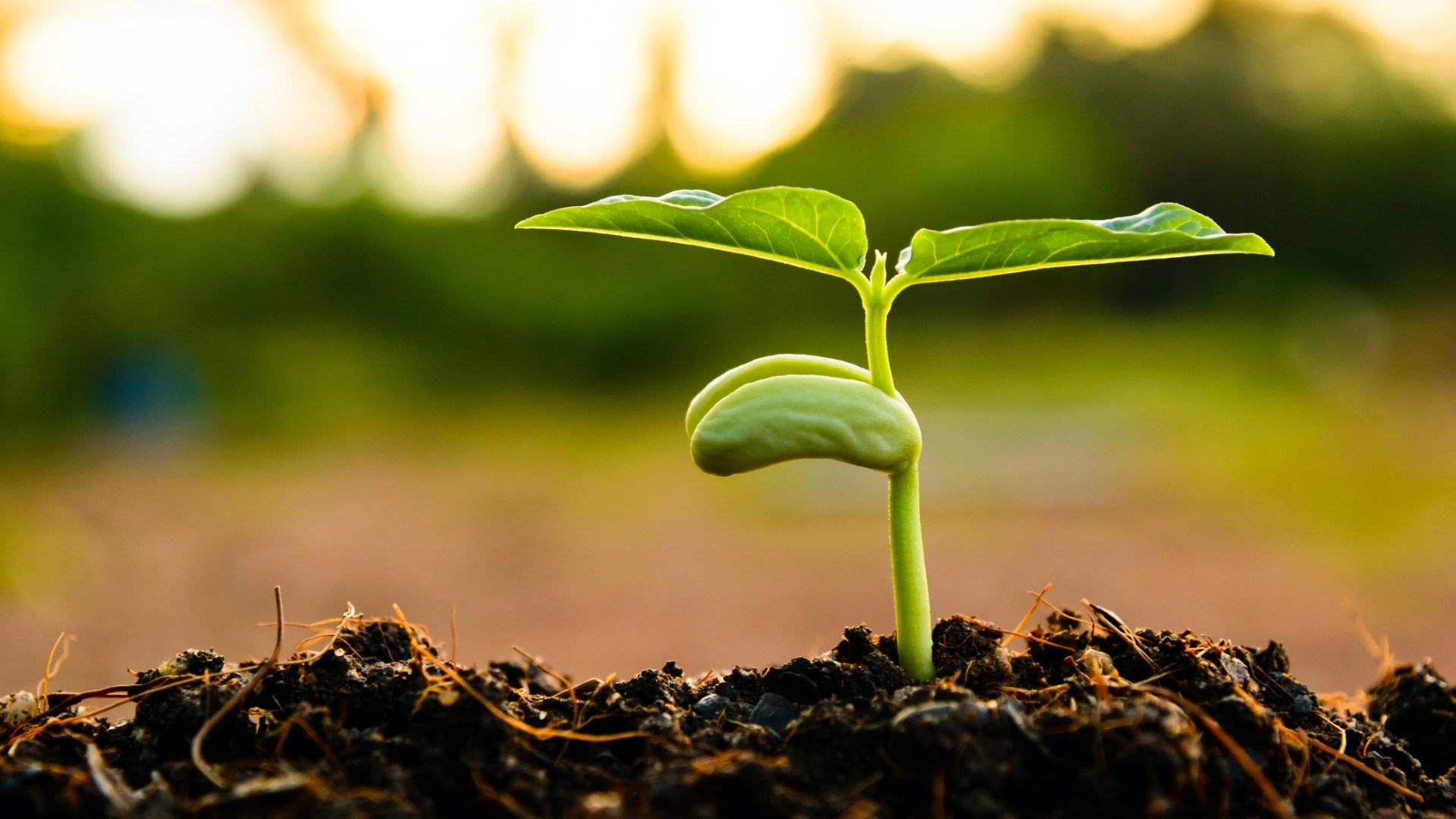 Parole al vento – La parola è un seme nel giardino della vita