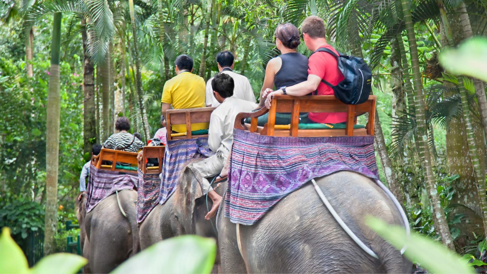 Stop alle escursioni a dorso di elefante in Indonesia, ma il turismo rimane una minaccia in molte parti del mondo