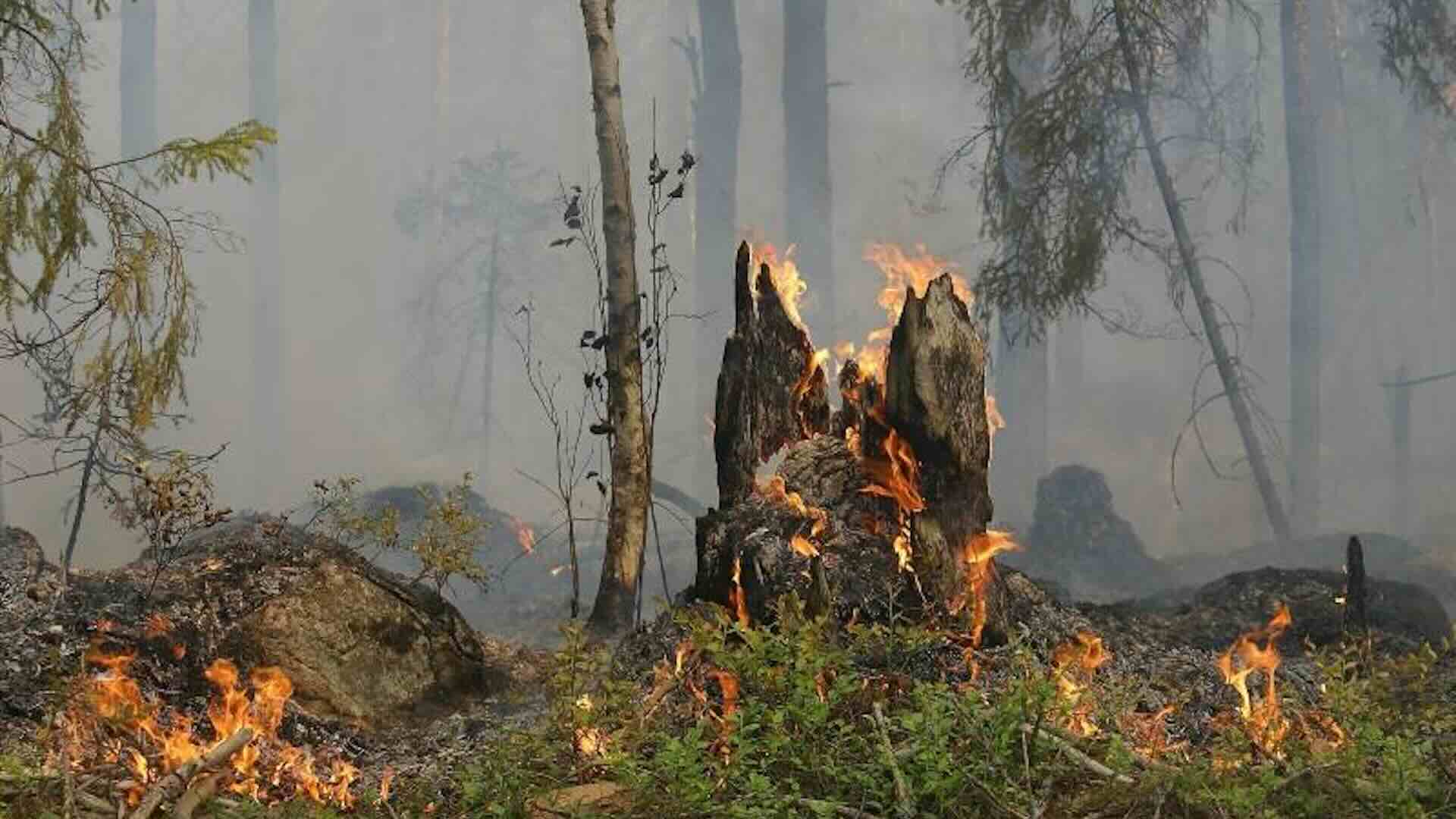 Incendi in Francia. ADRA mobilita gli aiuti
