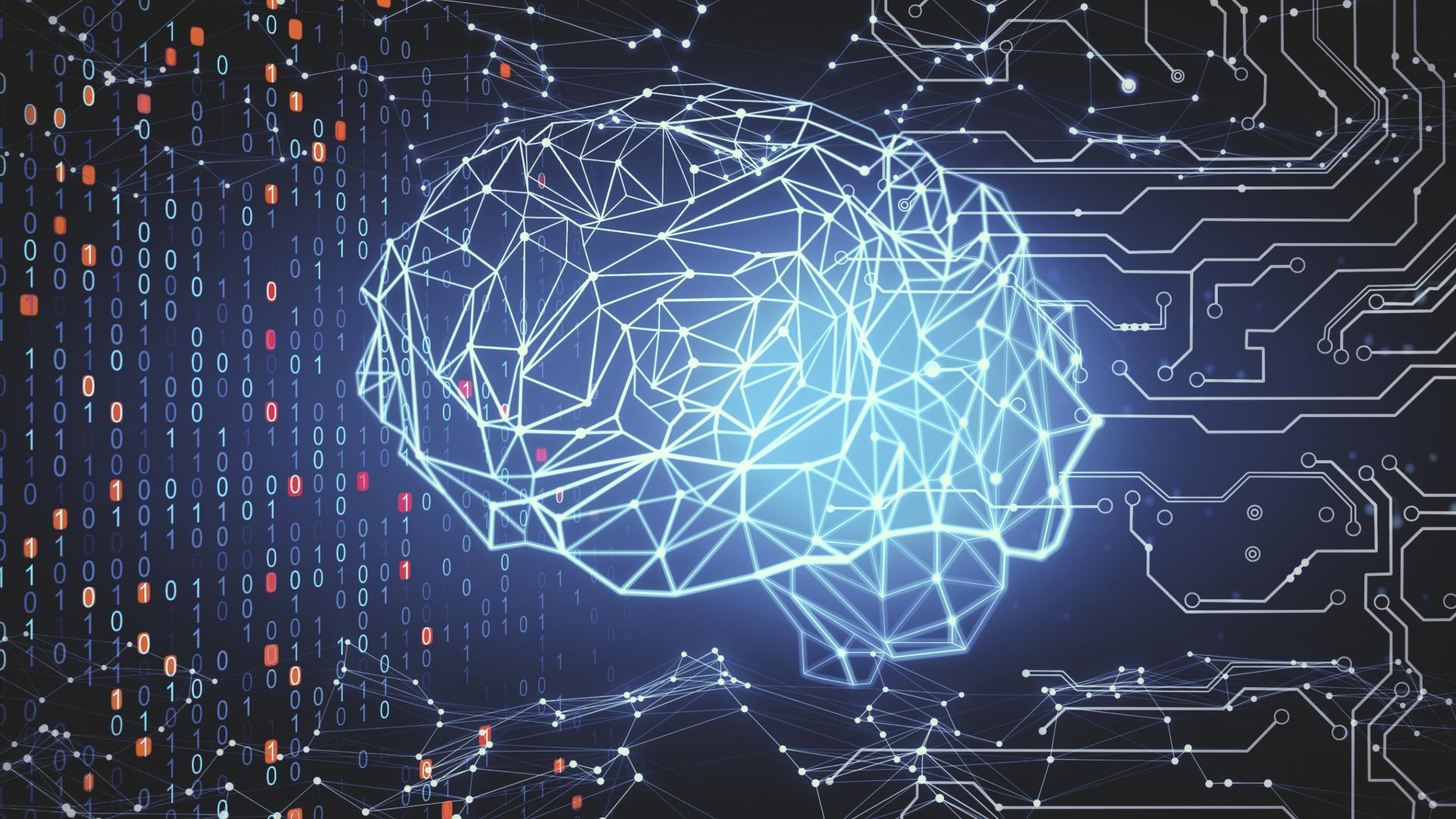 Dentro il cervello: neurogenesi e connessioni
