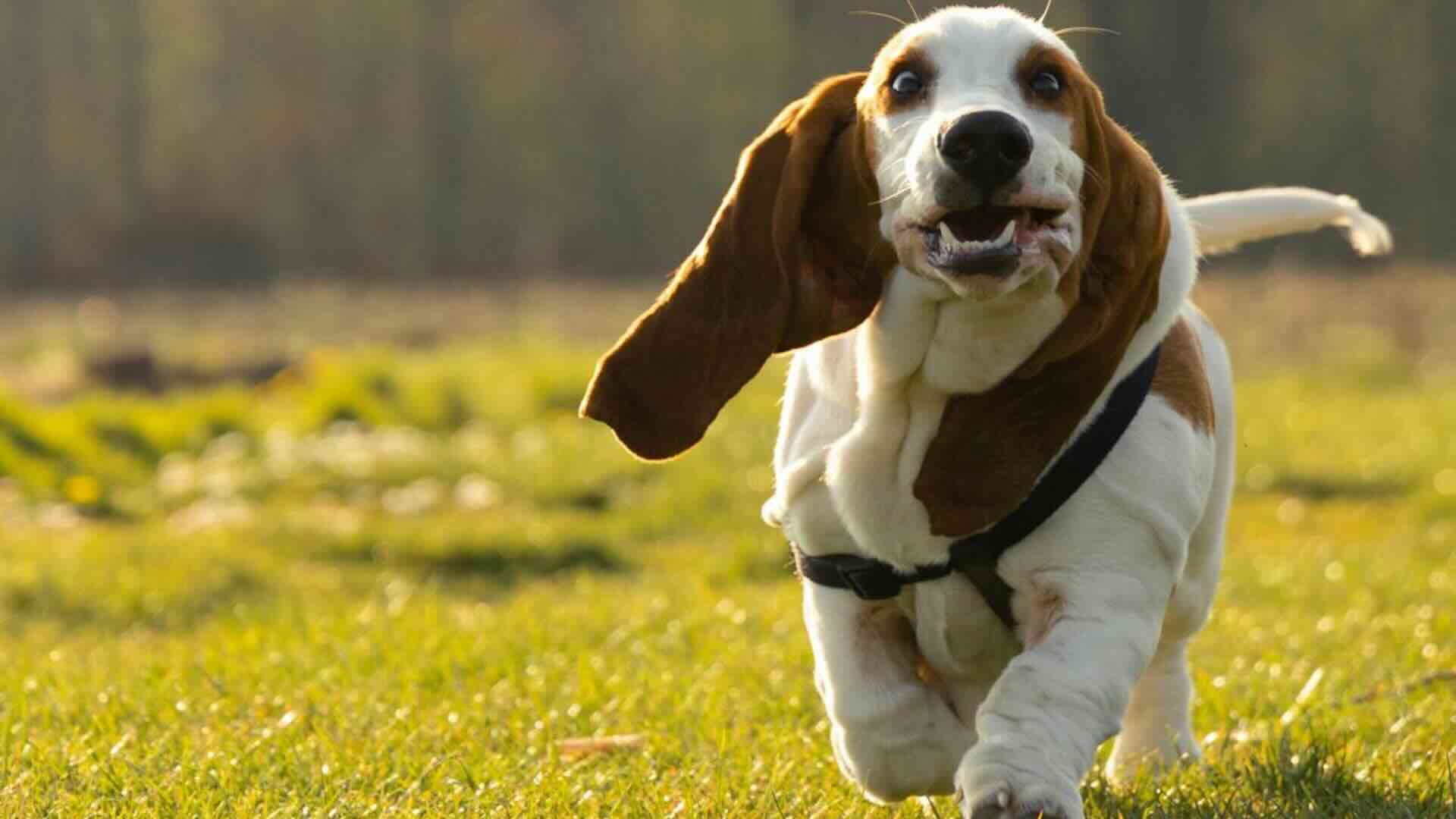 Jack, il cane che osservava il sabato