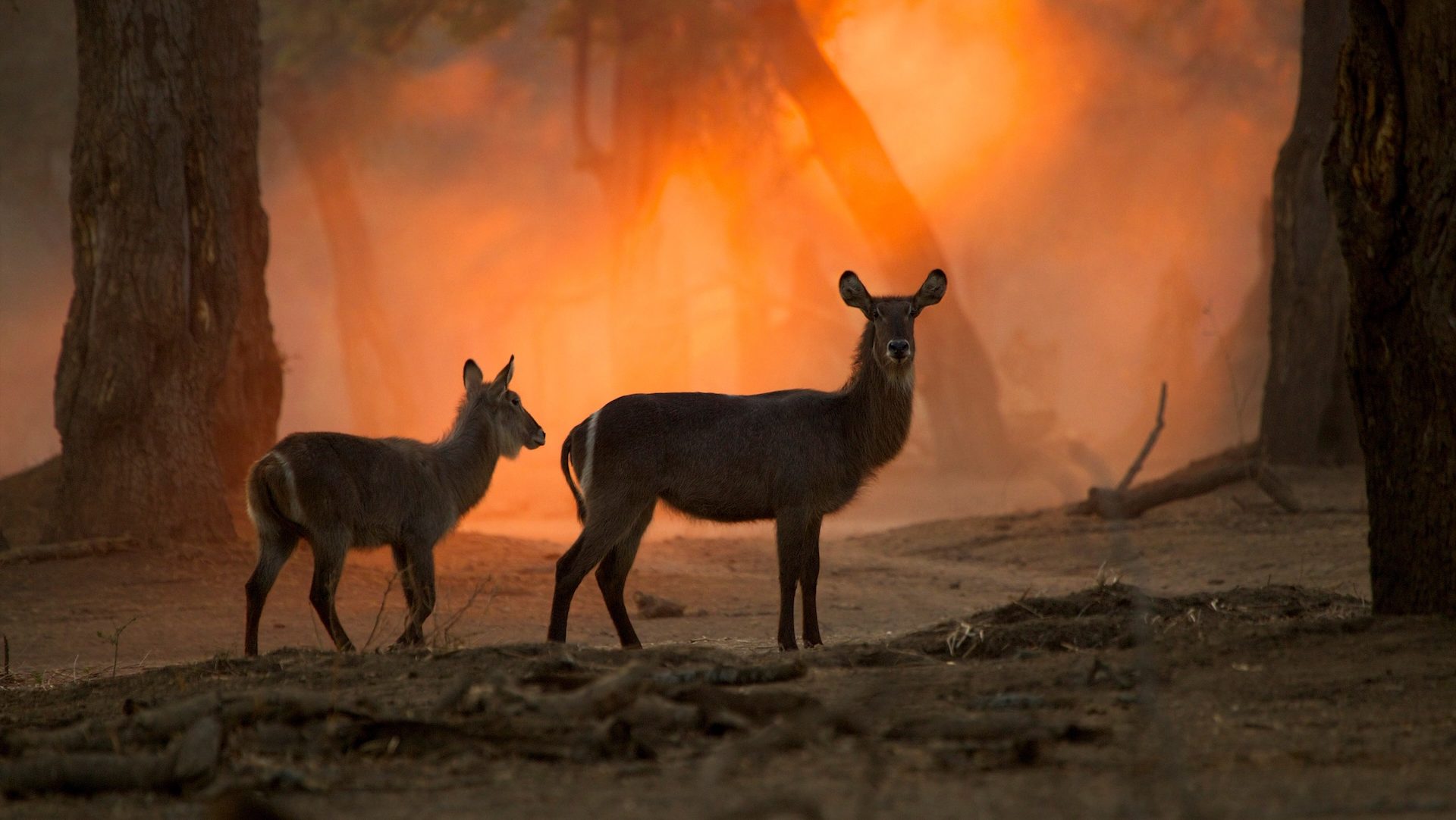 Il clima impazzito manda in crisi la fauna di tutto il mondo