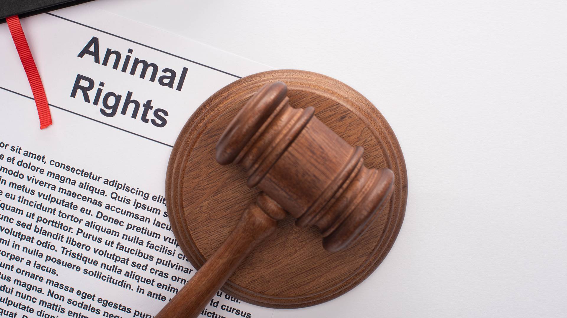 La difesa degli animali in punto di diritto
