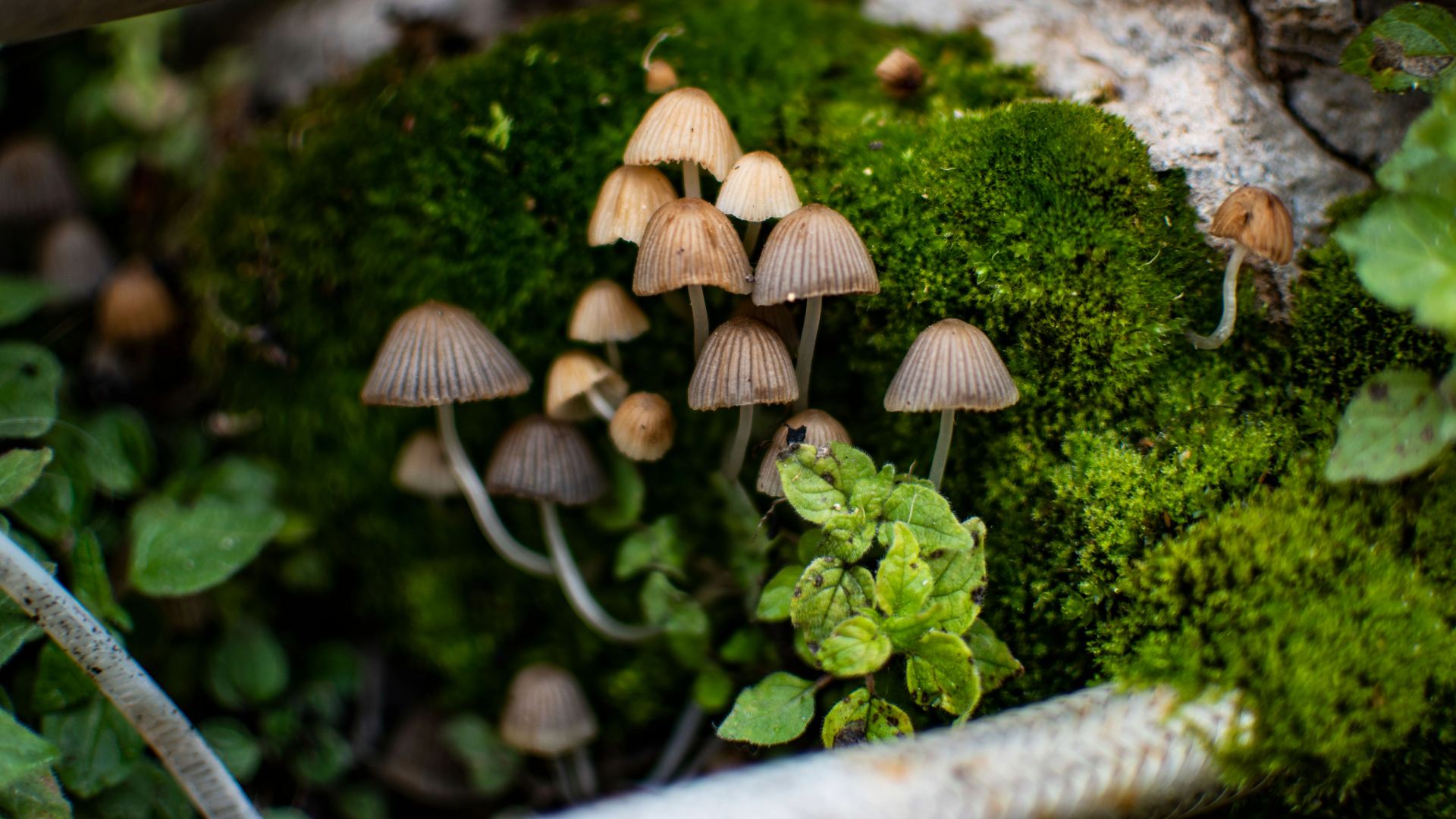 Il sottobosco: salute dai funghi