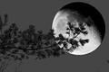 fullmoonzine.cz
