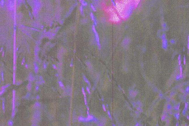 fullmoonzine.cz