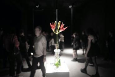 Spider Lilies Breathe Together, bela, Jena Jang and mvd0ae
