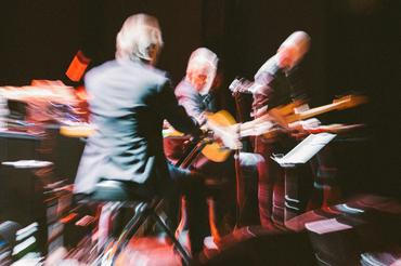 Swans