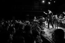 swans_11 (1)