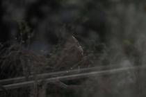 Ai_Fen (2)