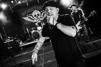 Street Dogs