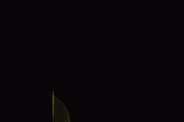Bare_Escape_6