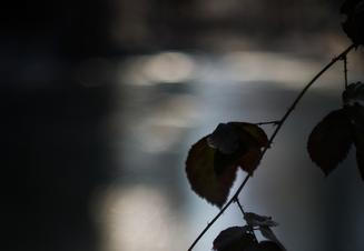 2-Fragments-of-nature