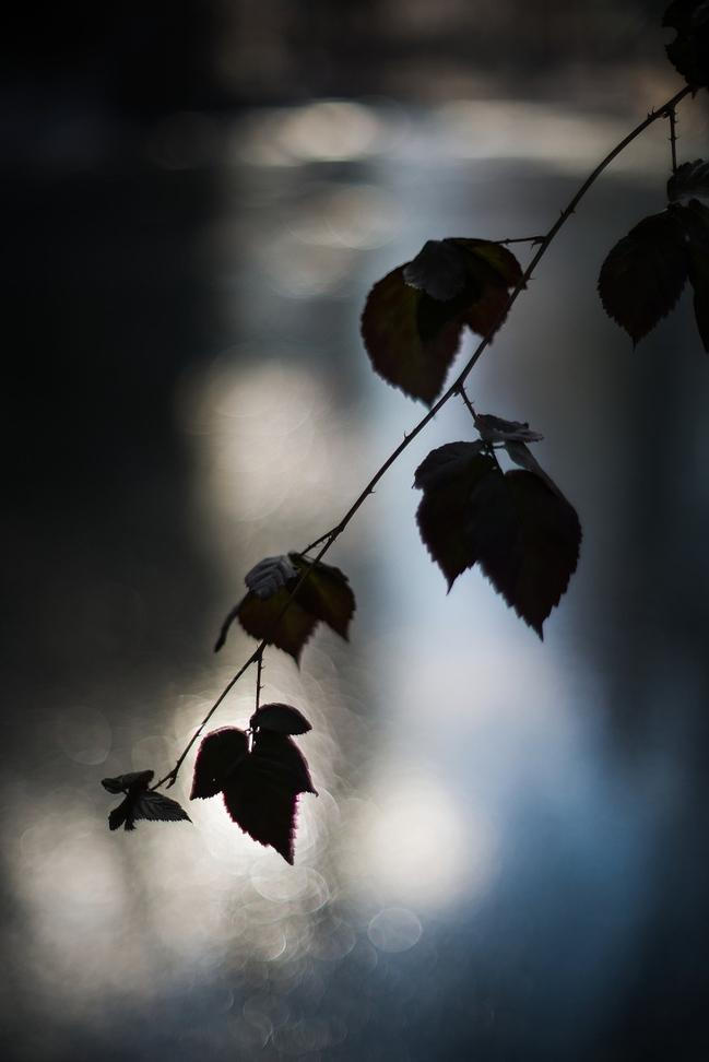 2-Fragments-of-nature