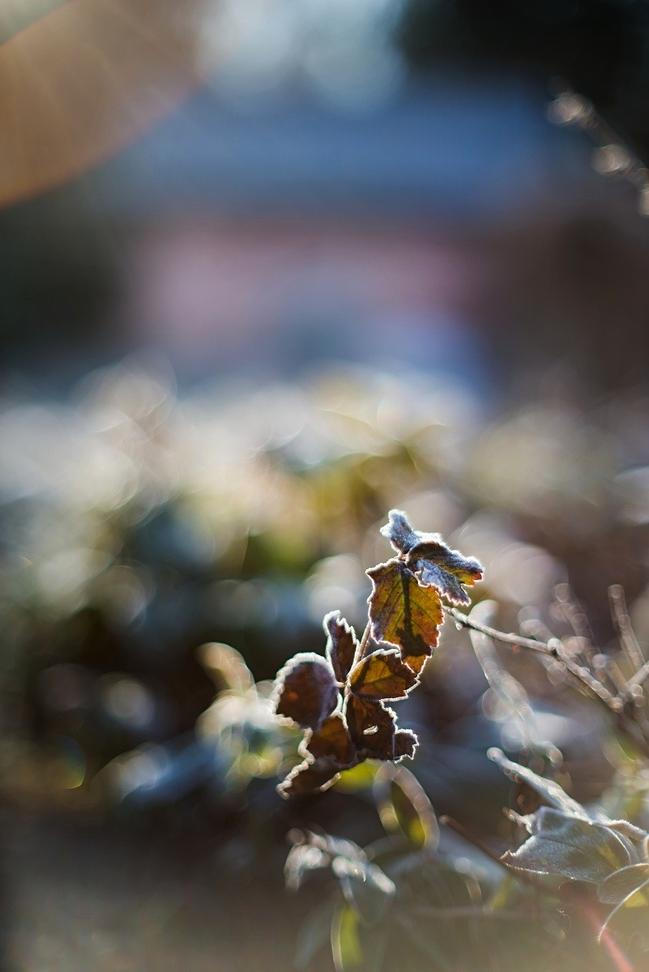 5-Fragments-of-nature
