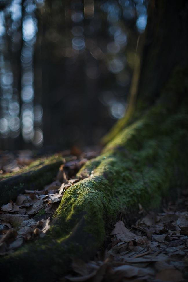 6-Fragments-of-nature