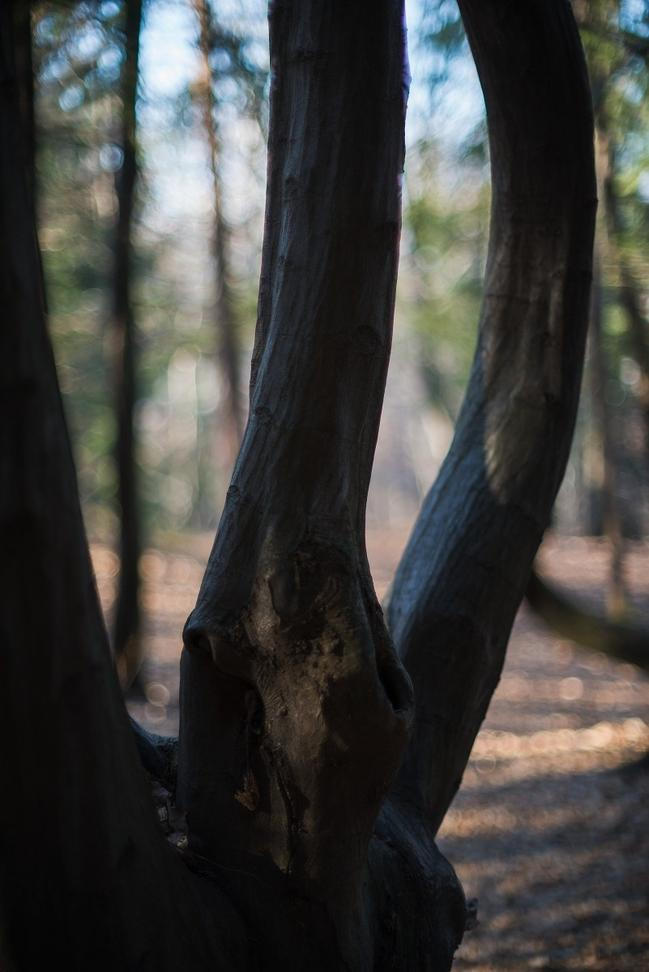 9-Fragments-of-nature