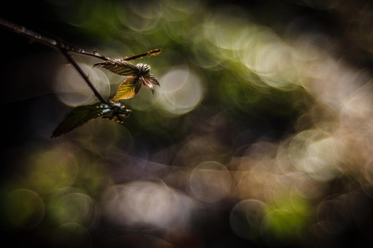 8-Fragments-of-nature