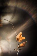 1-Fragments-of-nature