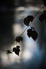 2-Fragments-of-nature