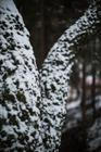 3-Fragments-of-nature