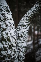 3-Fragments-of-nature