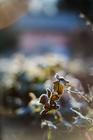 5-Fragments-of-nature