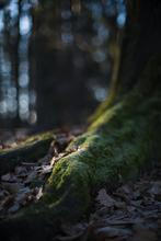 6-Fragments-of-nature