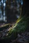 6-Fragments-of-nature