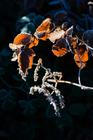 7-Fragments-of-nature