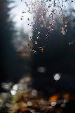 4-Fragments-of-nature
