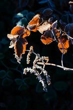 7-Fragments-of-nature