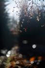 4-Fragments-of-nature