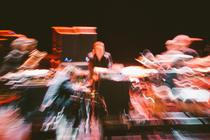 Swans
