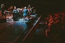 Swans
